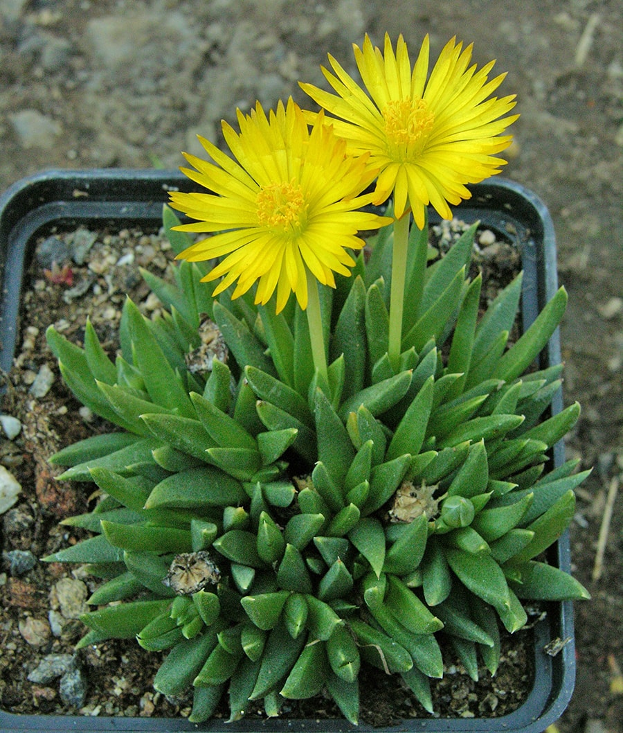 Image of Bergeranthus vespertinus specimen.
