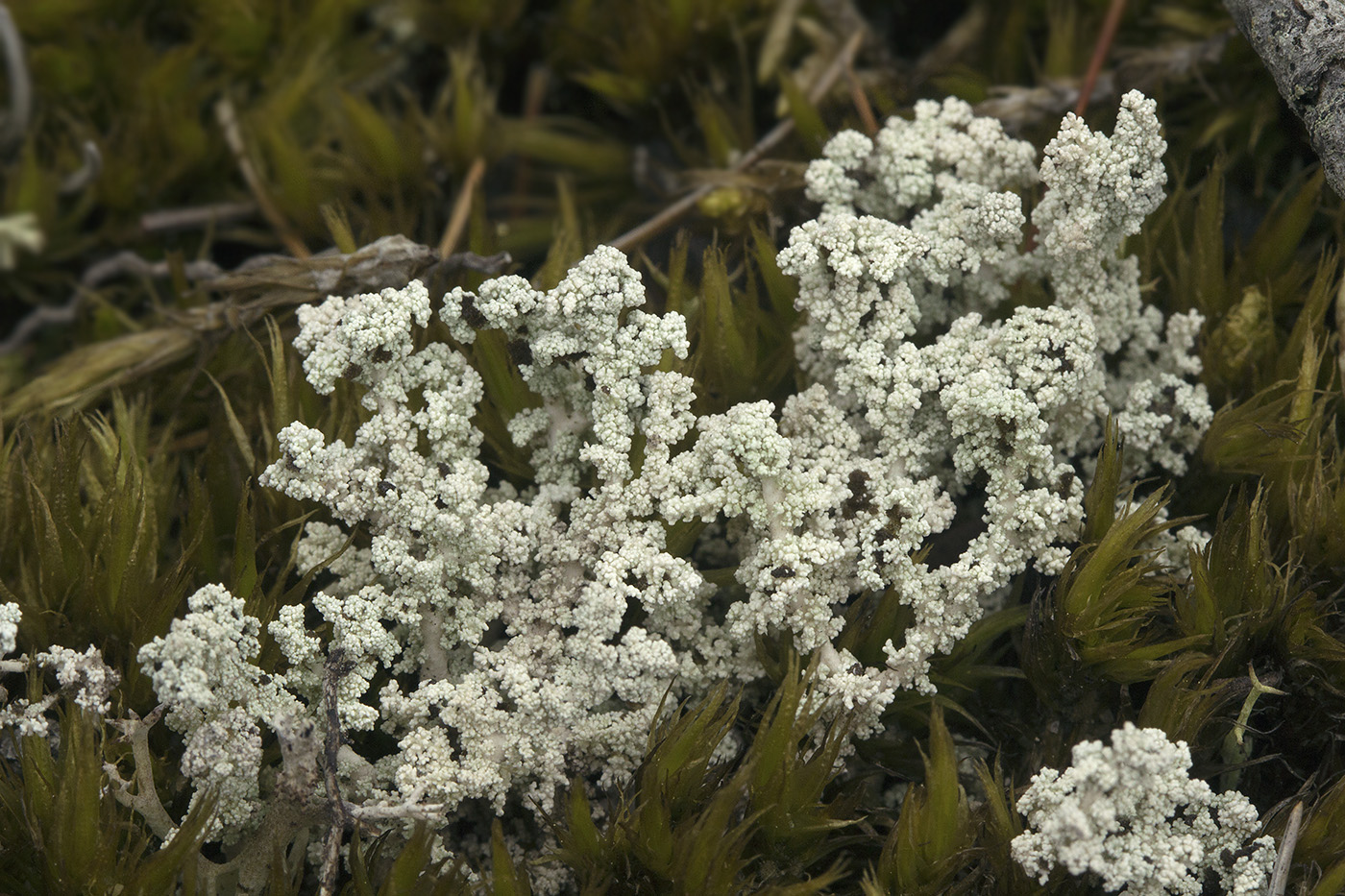 Image of Stereocaulon paschale specimen.