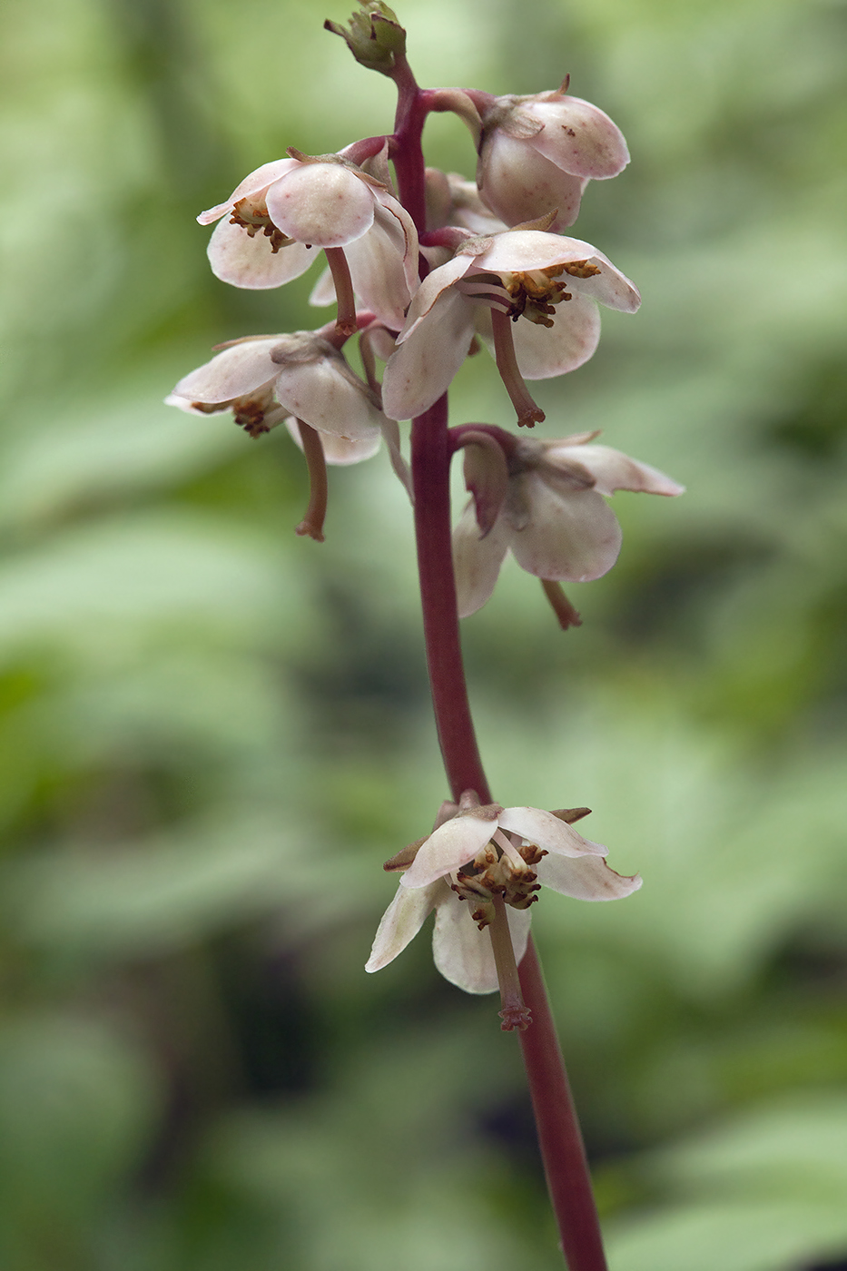 Image of Pyrola japonica specimen.