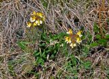 Pedicularis oederi. Верхушки цветущих растений. Алтай, Кош-Агачский р-н, долина р. Аккаллу-Озек, ≈ 2500 м н.у.м., горная тундра. 17.06.2019.