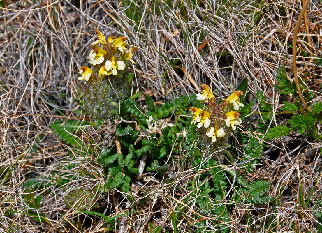 Изображение особи Pedicularis oederi.