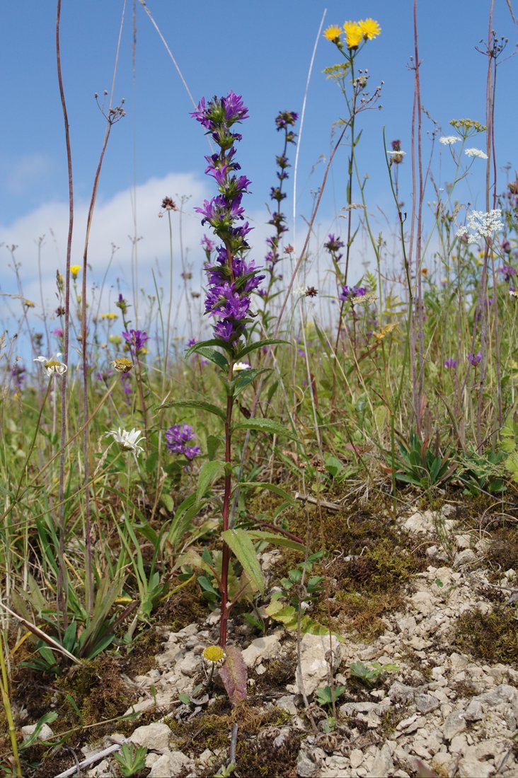 Image of Campanula glomerata specimen.