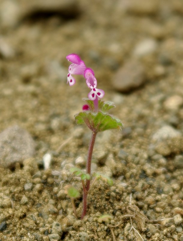 Изображение особи Lamium amplexicaule.