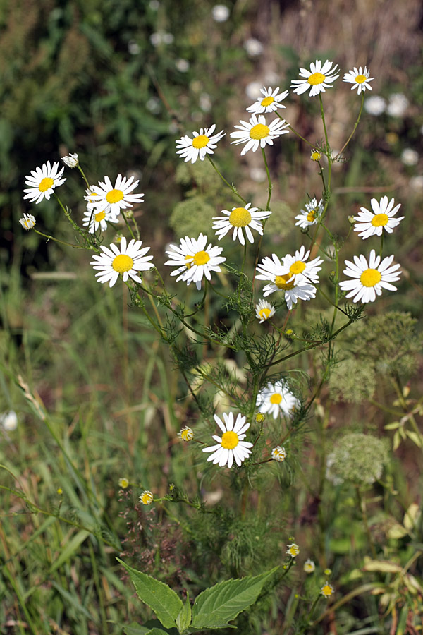 Изображение особи Tripleurospermum inodorum.