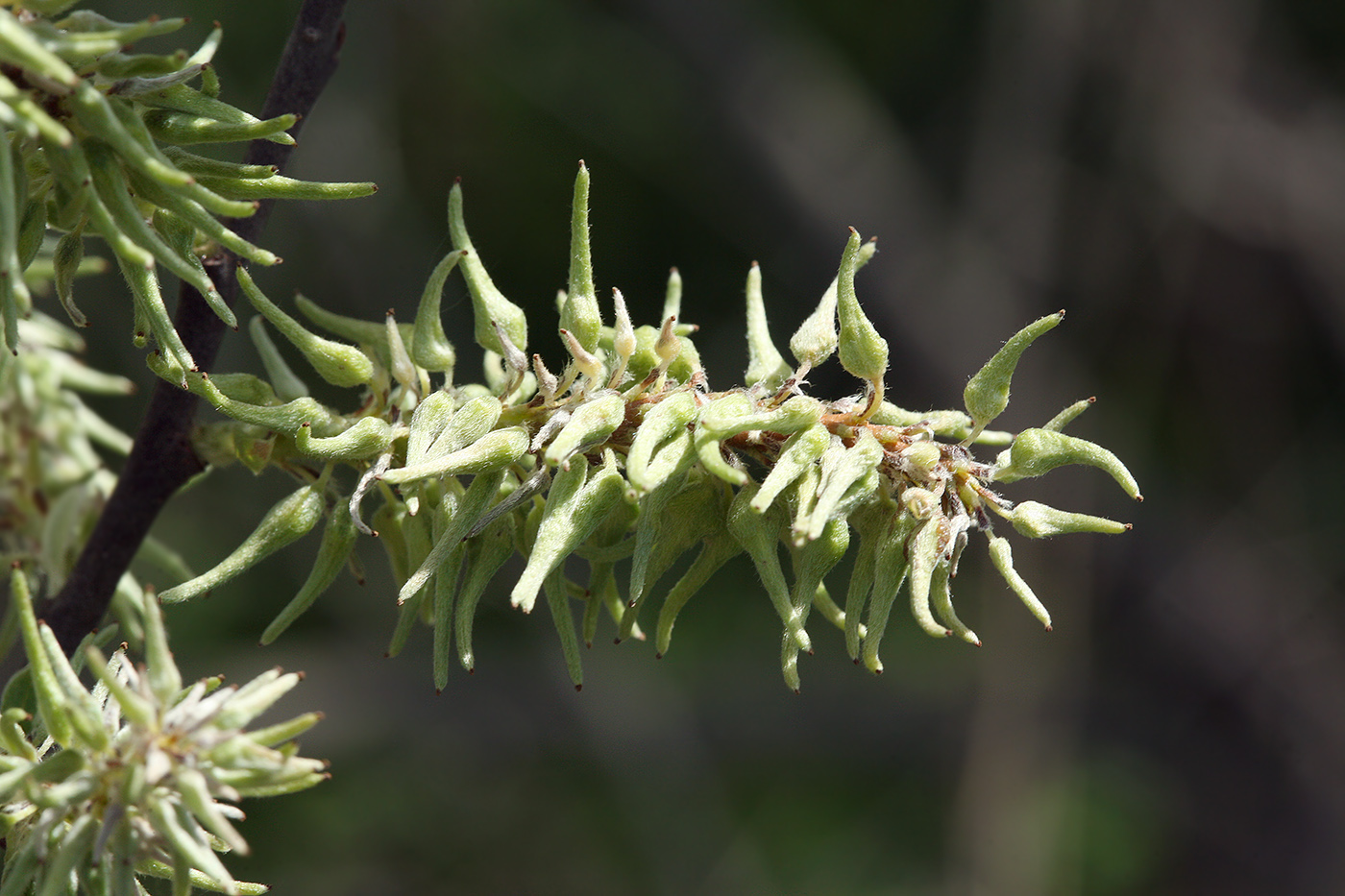 Изображение особи Salix aurita.