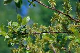 род Salix. Верхушка ветви с соплодиями. Алтай, Улаганский р-н, окр. с. Акташ, Курайский хребет, долина р. Ярлы-Амры, ≈ 1500 м н.у.м., опушка смешанного леса. 21.06.2019.