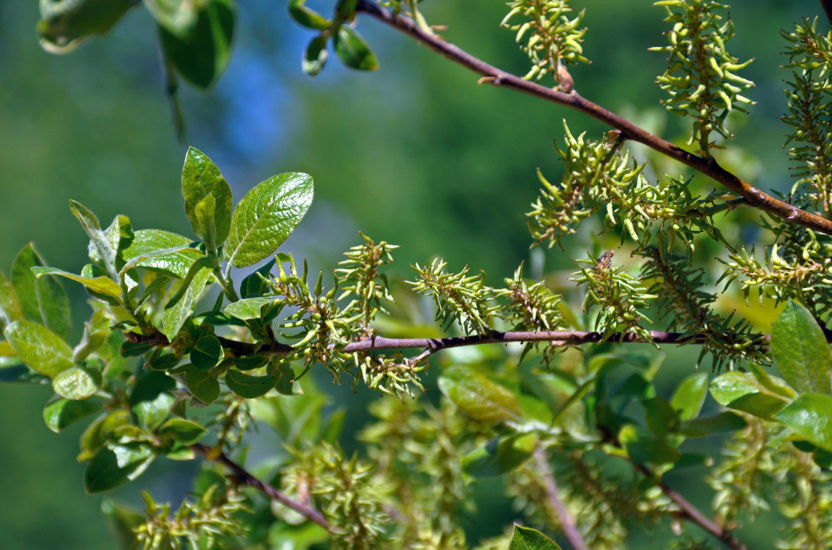 Image of genus Salix specimen.