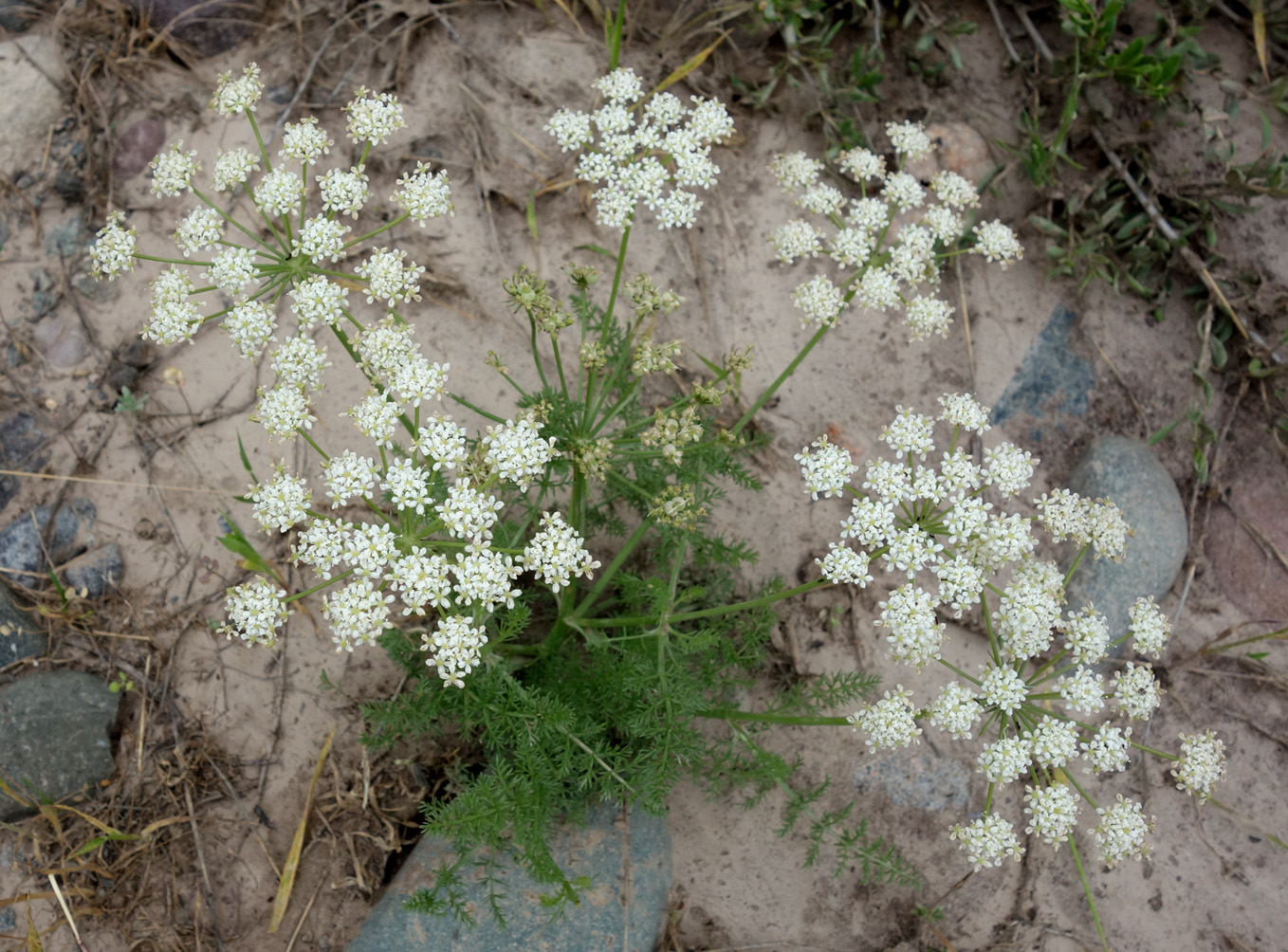 Image of Schrenkia golickeana specimen.