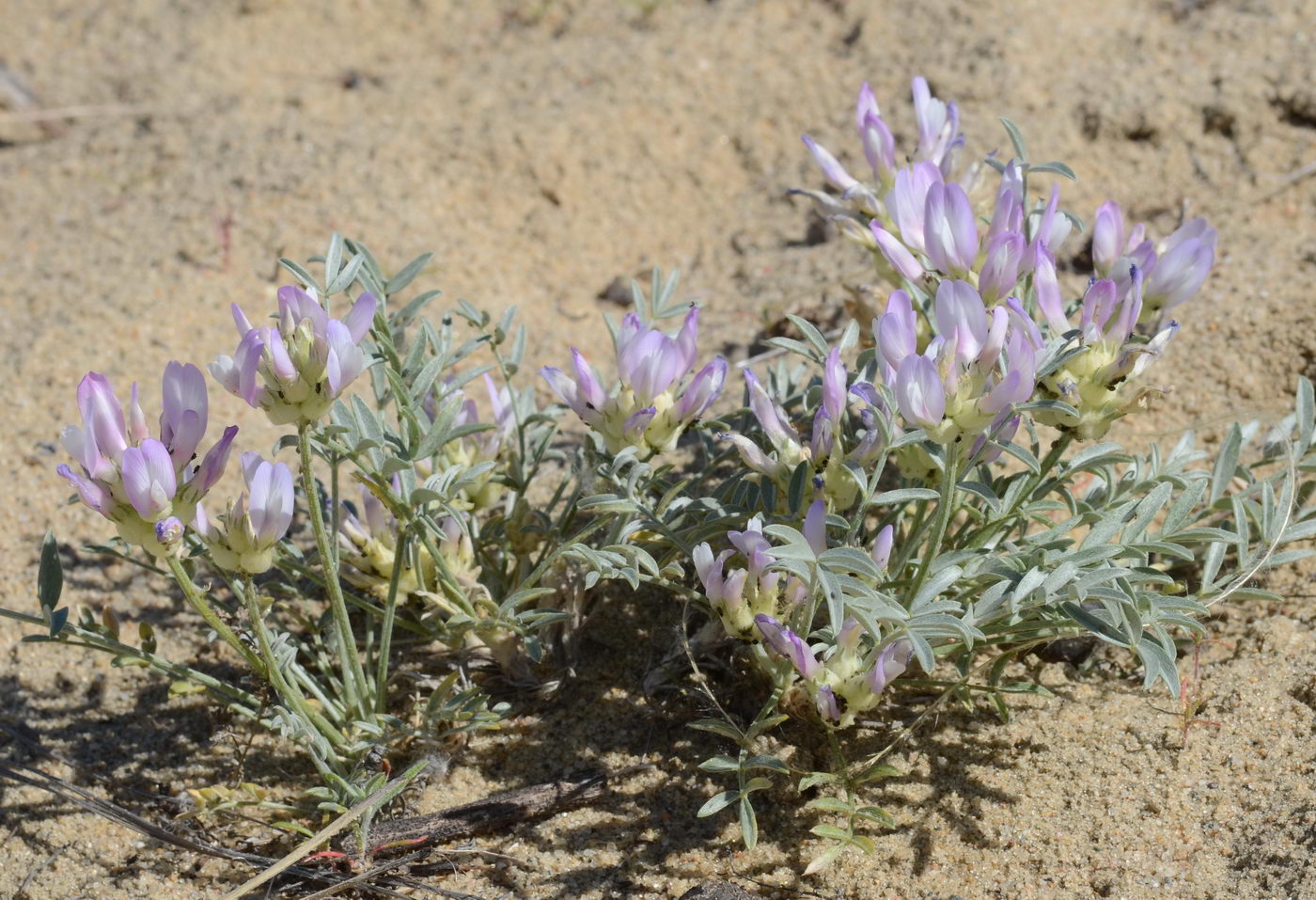 Image of Astragalus sabuletorum specimen.