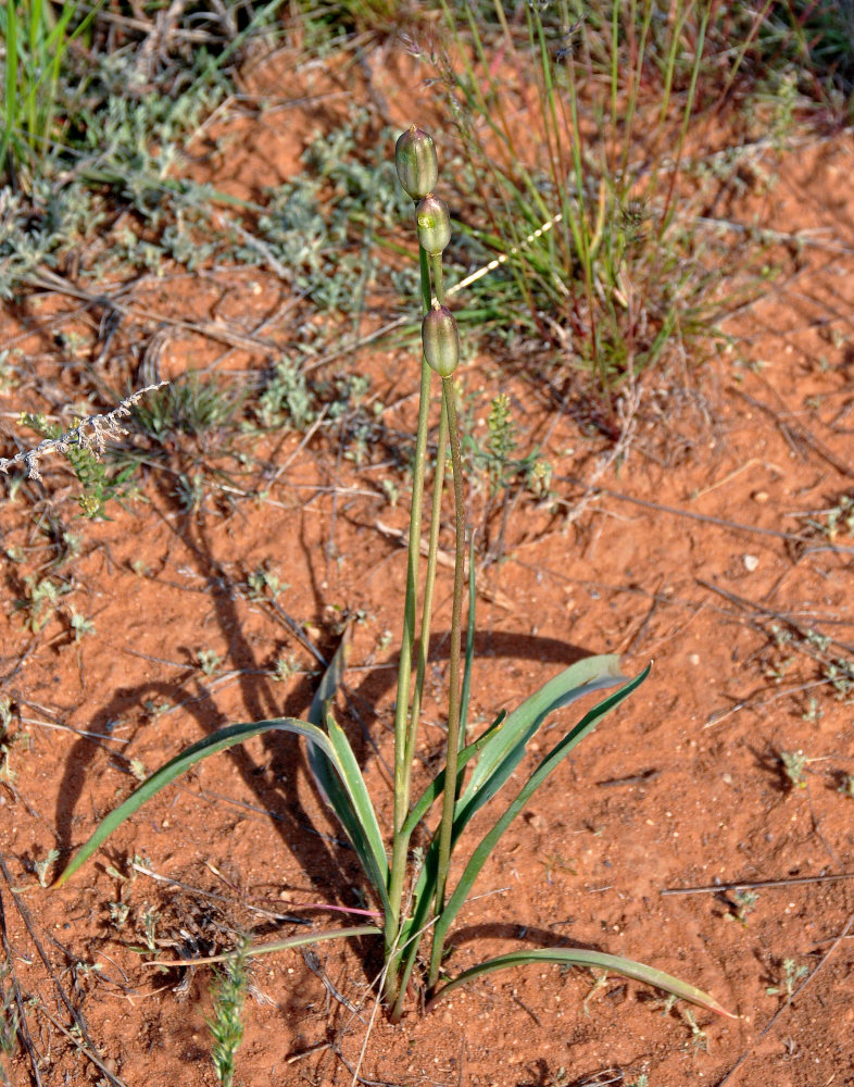 Image of Tulipa biflora specimen.
