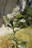 Atriplex rosea