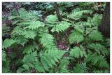 Dryopteris expansa. Заросли папоротника в сосняке. Республика Татарстан, Волжско-Камский заповедник. 09.07.2010.