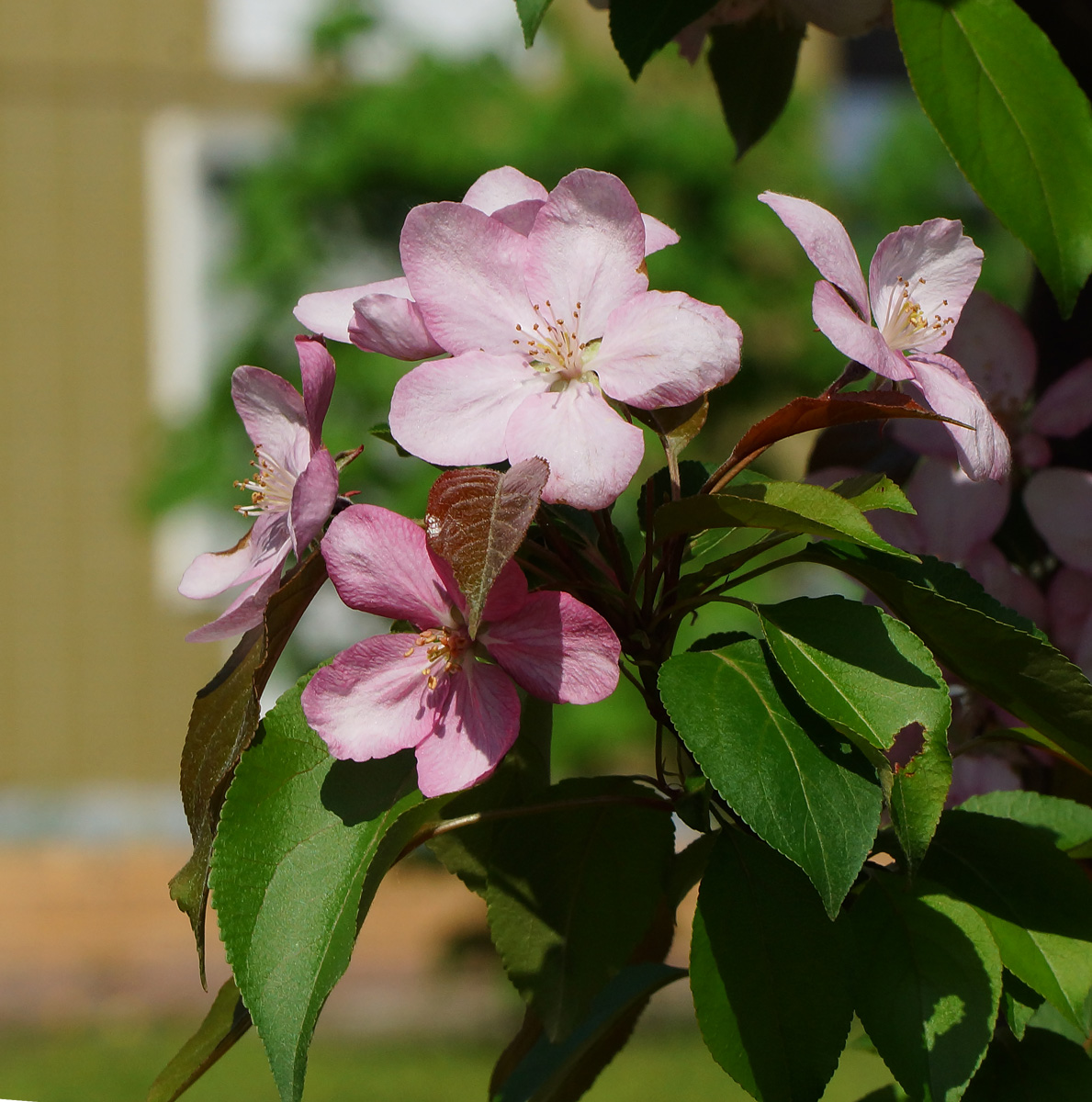 Изображение особи Malus &times; purpurea.