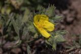 Potentilla callieri. Верхушка побега с цветком и бутонами. Ростовская обл., Мясниковский р-н, окр. хут. Недвиговка, Каменная балка, степной каменистый склон. 26.04.2020.