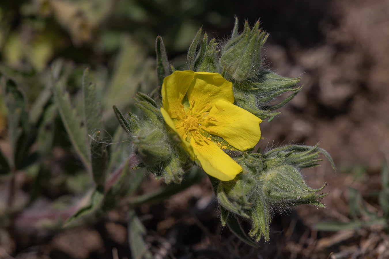 Изображение особи Potentilla callieri.