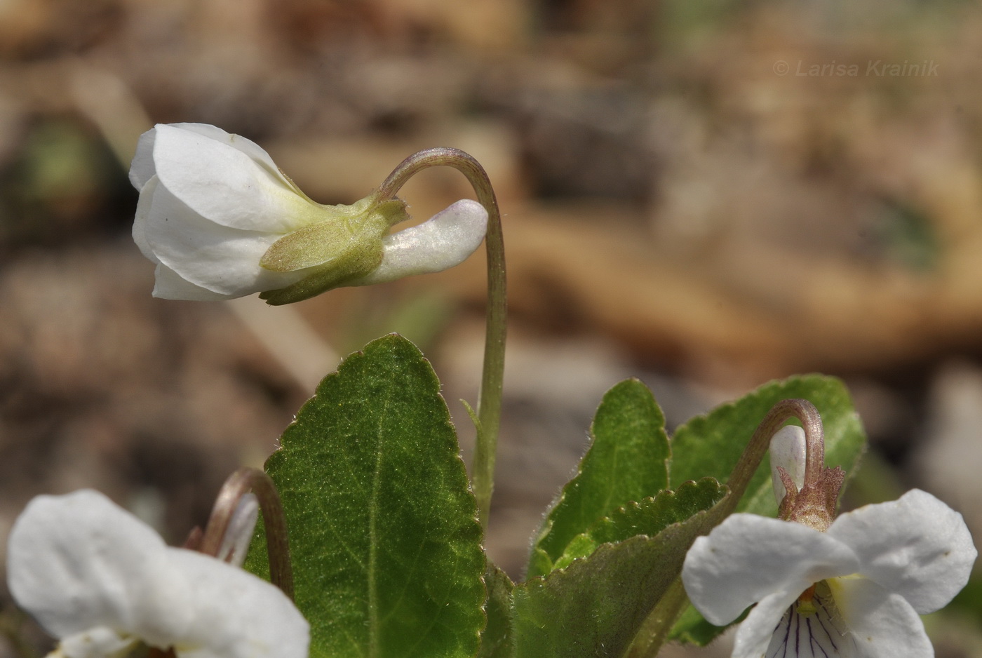 Изображение особи Viola pacifica.