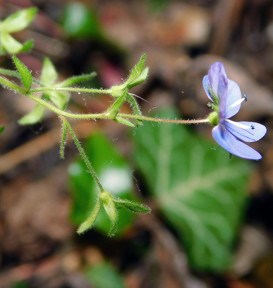 Image of Veronica umbrosa specimen.