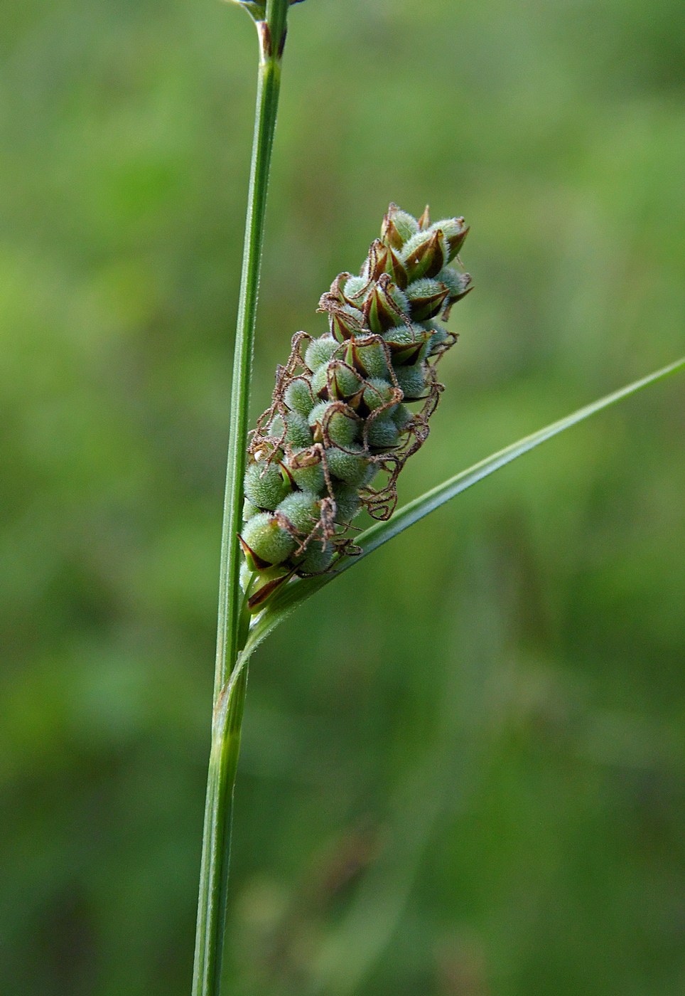 Image of Carex tomentosa specimen.