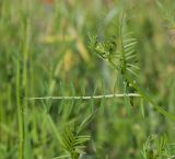 Vicia tenuifolia