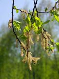 Chosenia arbutifolia. Побег с соцветиями. Камчатский край, Елизовский район, природный парк \"Вулканы Камчатки\", окрестности кордона Семёновский, пойменный лес долина р. Пиначевская. 06.06.2007.