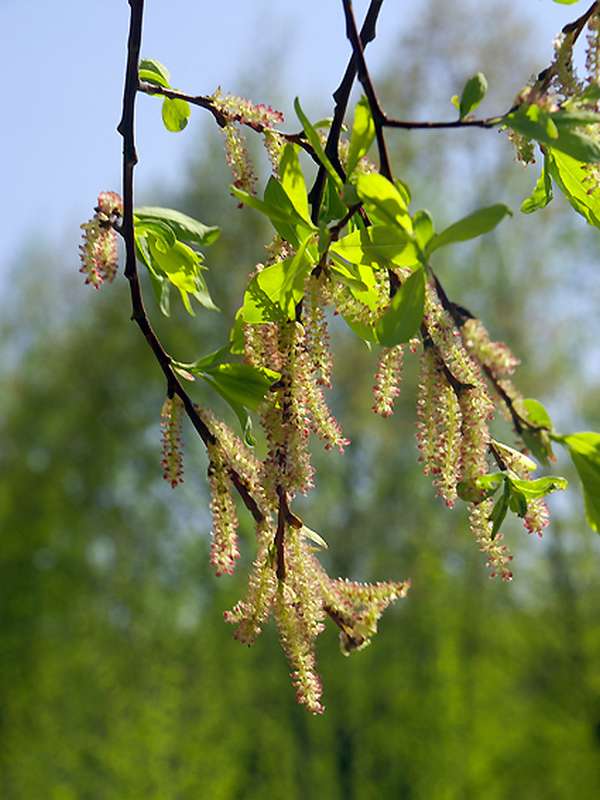 Изображение особи Chosenia arbutifolia.