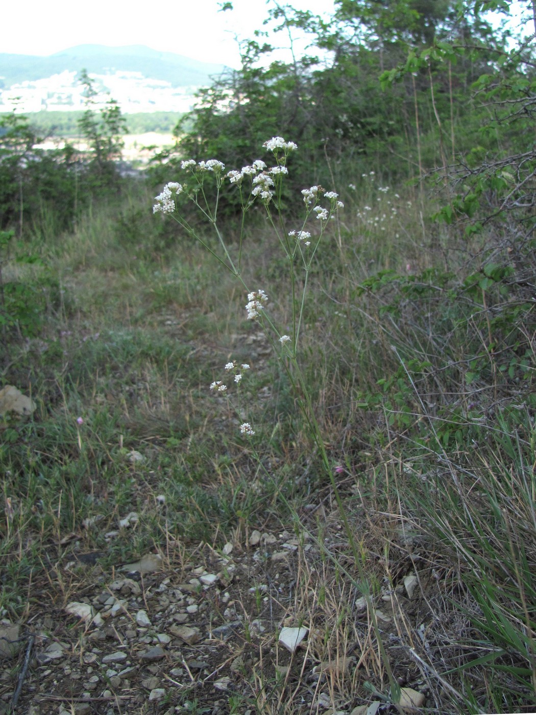 Изображение особи Galium biebersteinii.