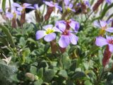 Aubrieta подвид scardica