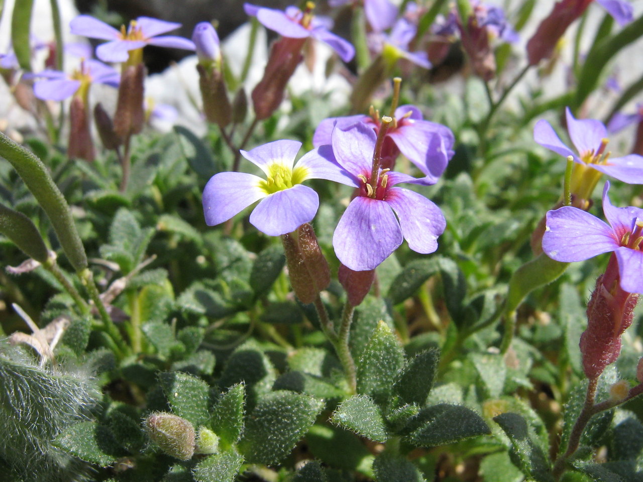 Изображение особи Aubrieta gracilis ssp. scardica.