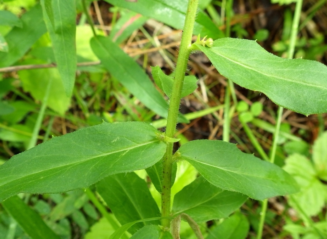 Image of genus Hieracium specimen.