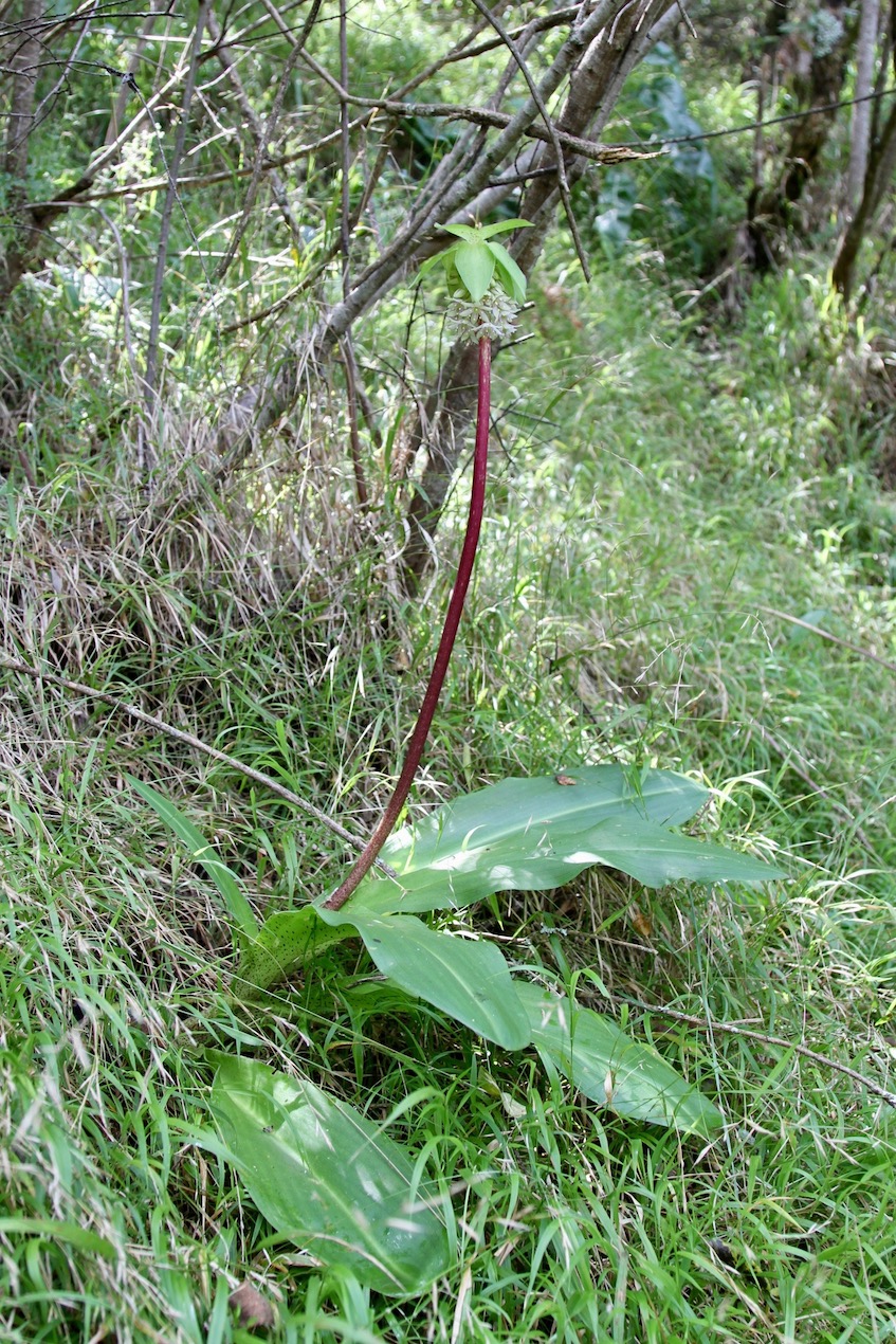 Изображение особи Eucomis bicolor.