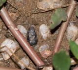 Talinum caffrum