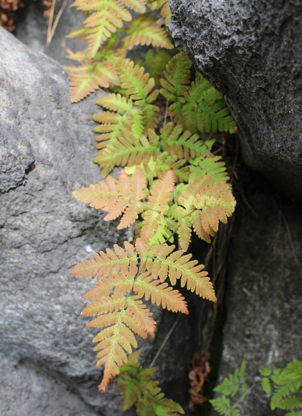 Image of Gymnocarpium continentale specimen.