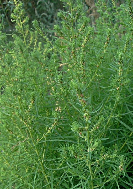 Image of Bassia scoparia specimen.