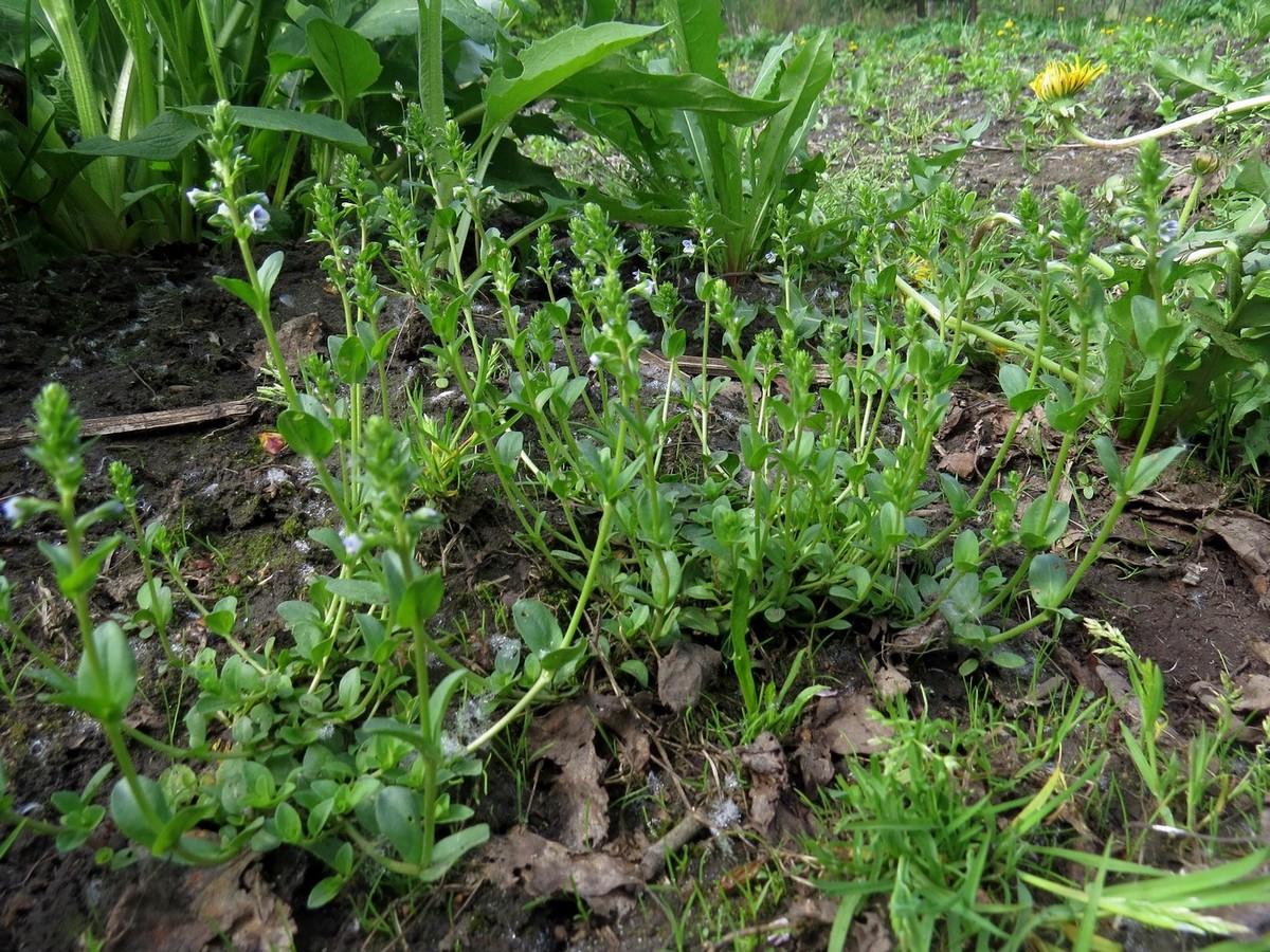 Image of Veronica serpyllifolia specimen.