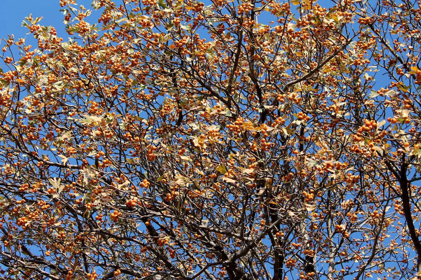 Image of Crataegus pontica specimen.