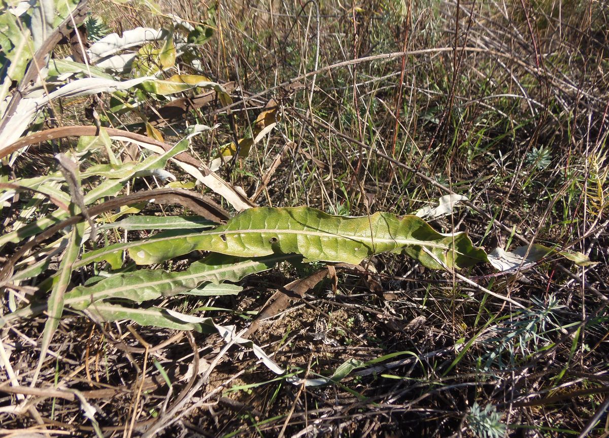 Image of Jurinea pseudocyanoides specimen.