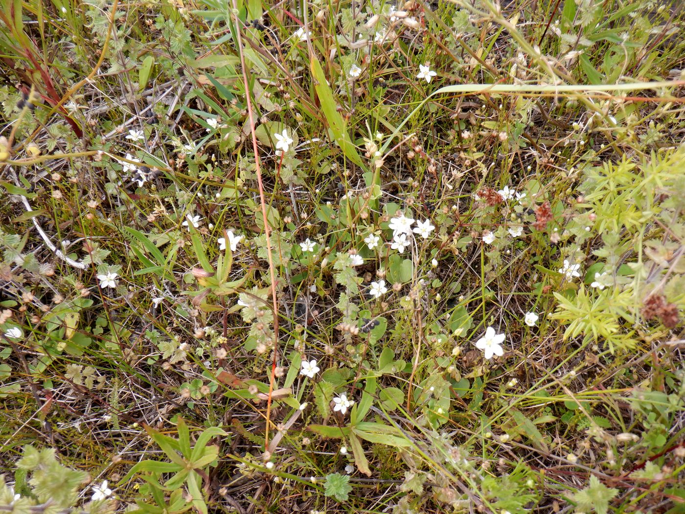 Image of Sagina nodosa specimen.