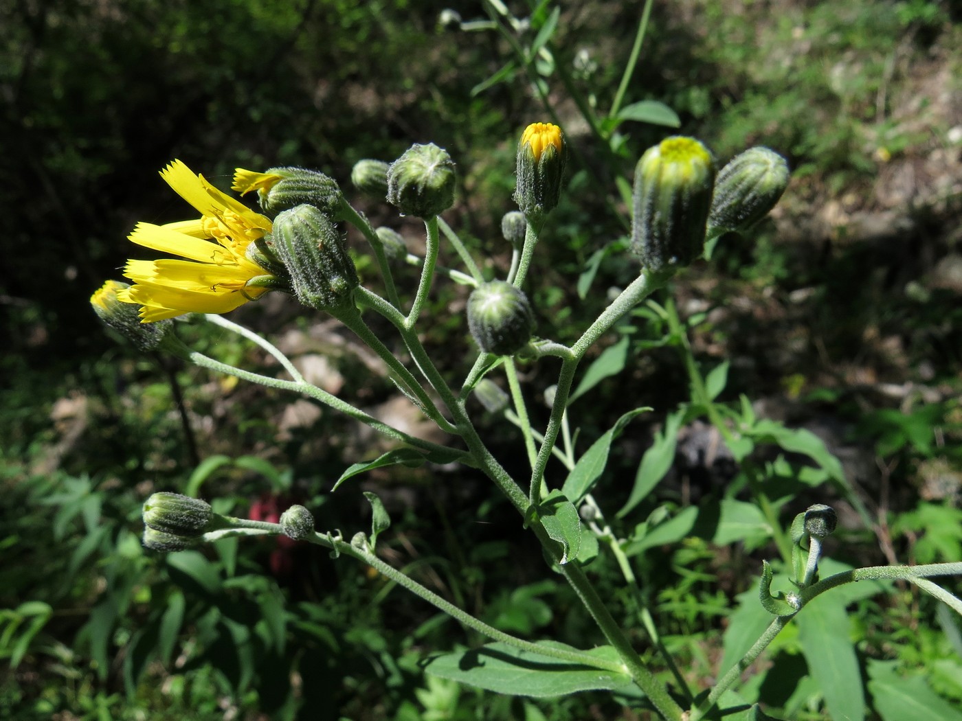 Изображение особи Hieracium veresczaginii.