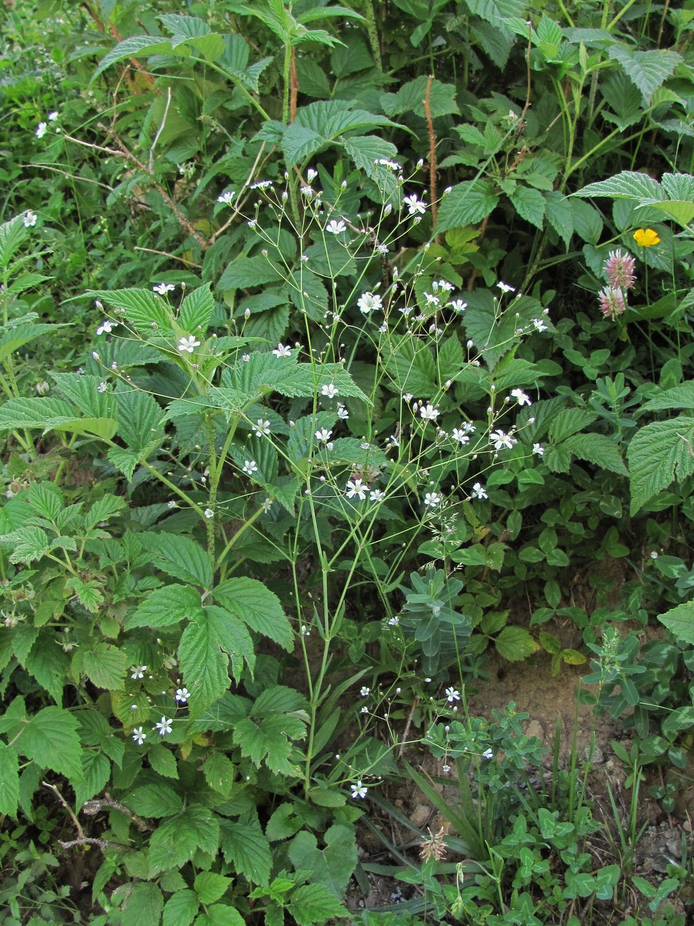 Image of Gypsophila elegans specimen.