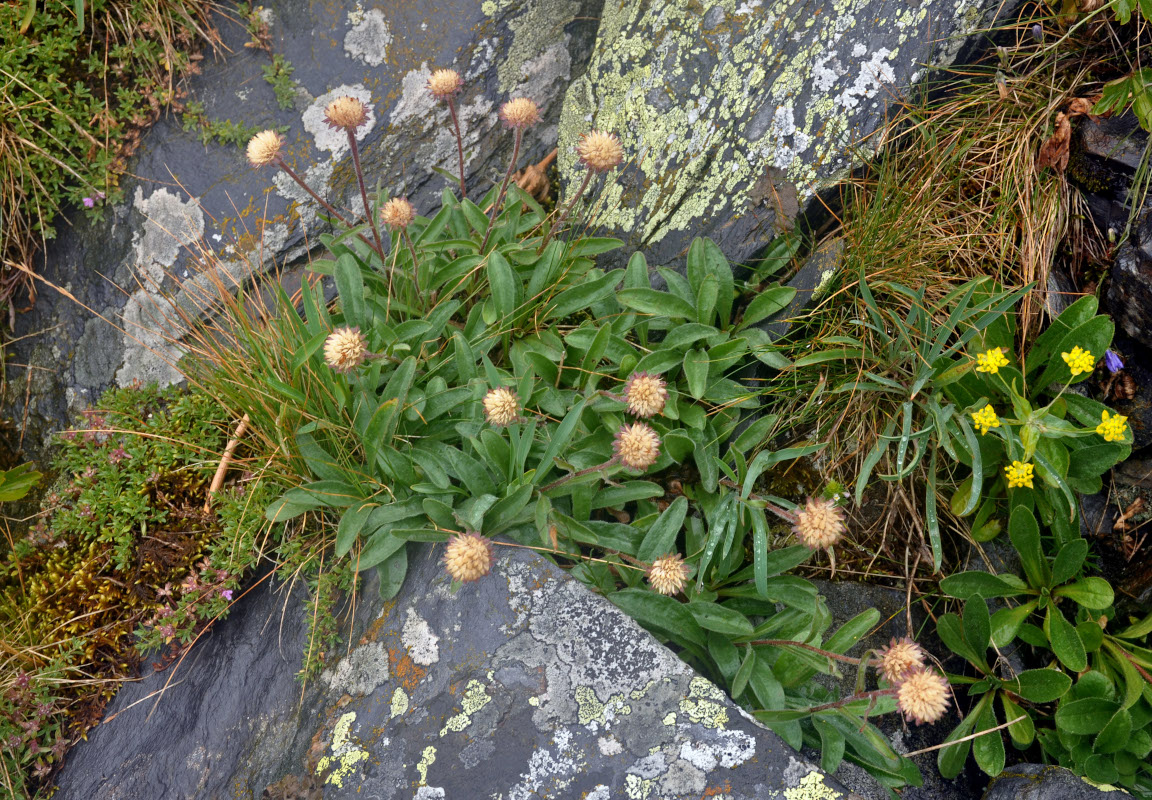 Изображение особи Aster alpinus.