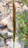 род Elymus. Соцветие. Приморский край, Ольгинский р-н, 6 км Ю-В с. Милоградово, бух. Красная Скала. 12.08.2009.