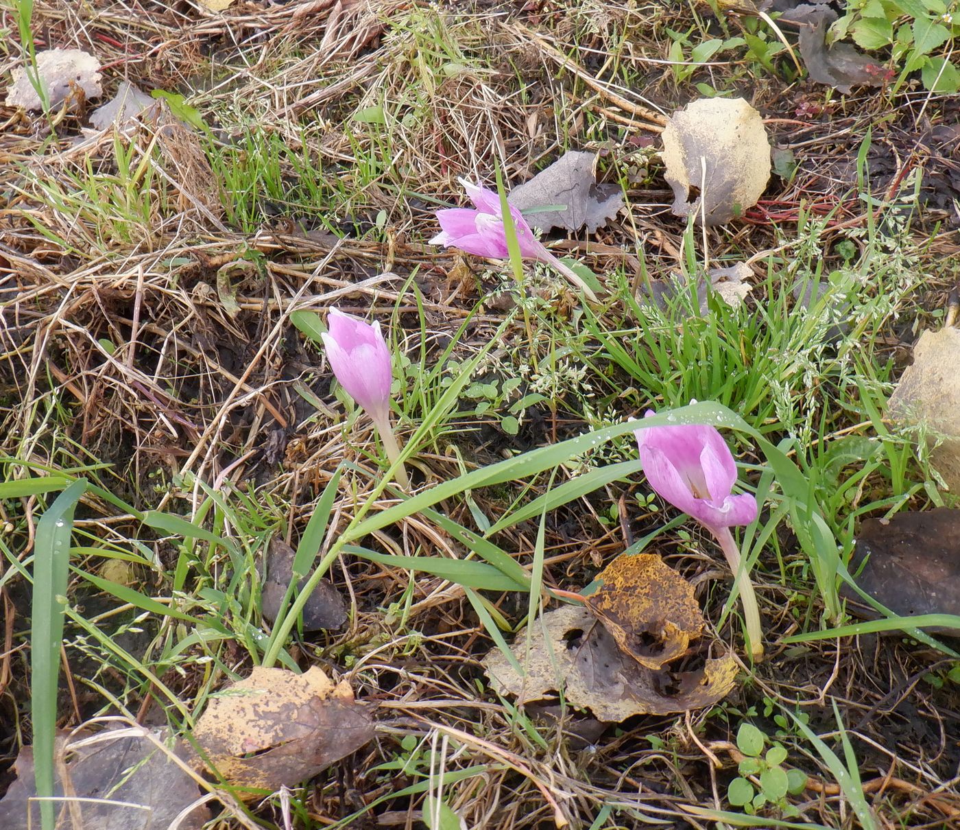 Image of Colchicum speciosum specimen.