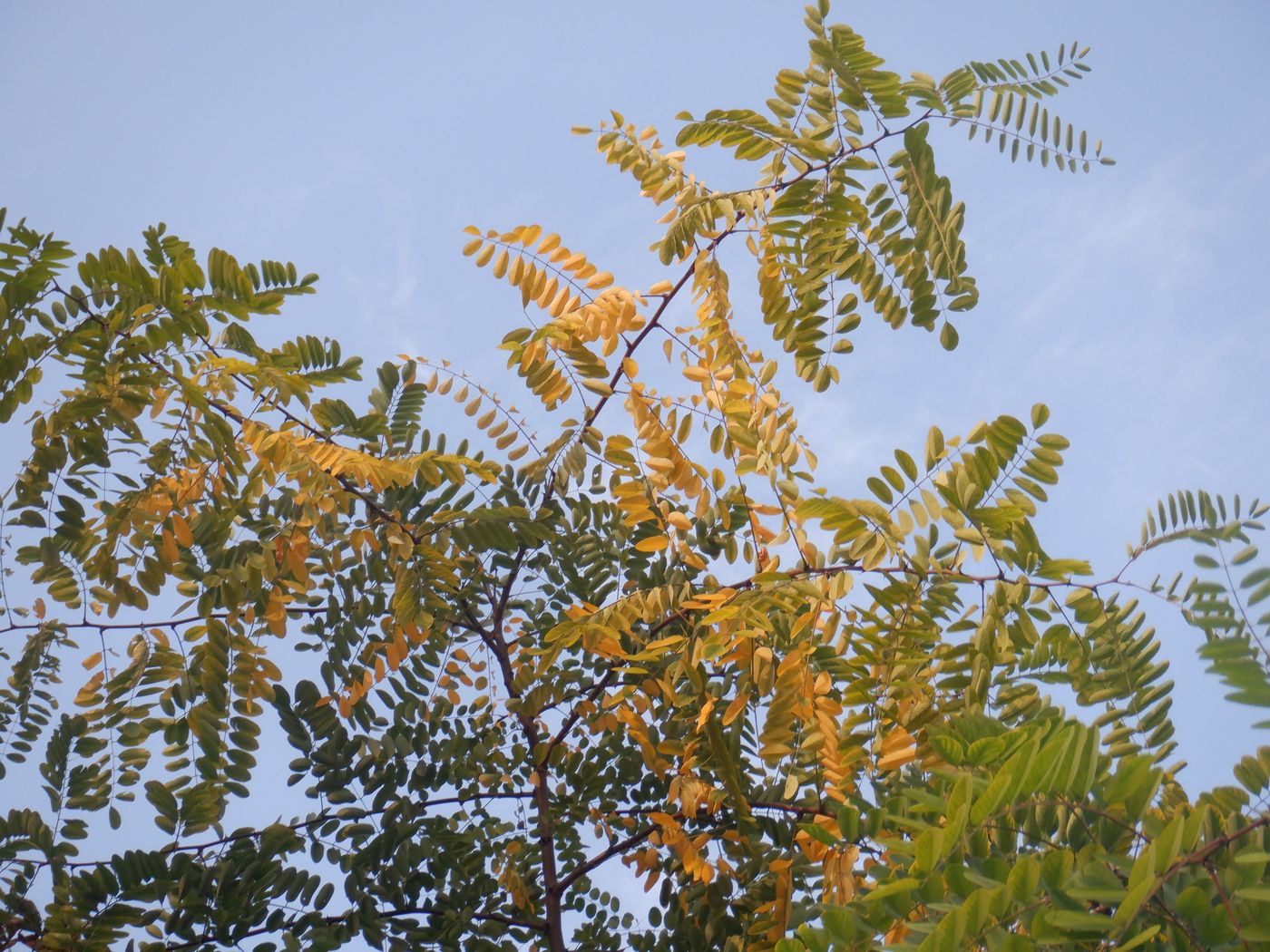 Изображение особи Robinia pseudoacacia.