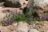 Vicia cracca