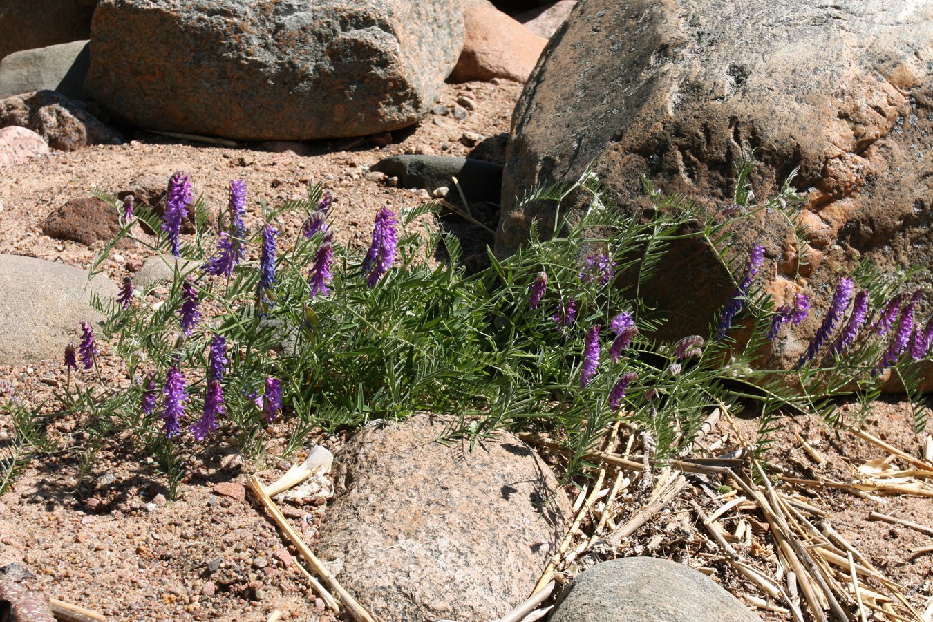 Image of Vicia cracca specimen.