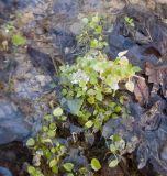 семейство Caryophyllaceae. Верхушки вегетирующих растений. Краснодарский край, Крымский р-н, окр. станицы Неберджаевская, ур. Темрючки, буково-грабово-дубовый лес, устье небольшого ручья. 16.01.2021.