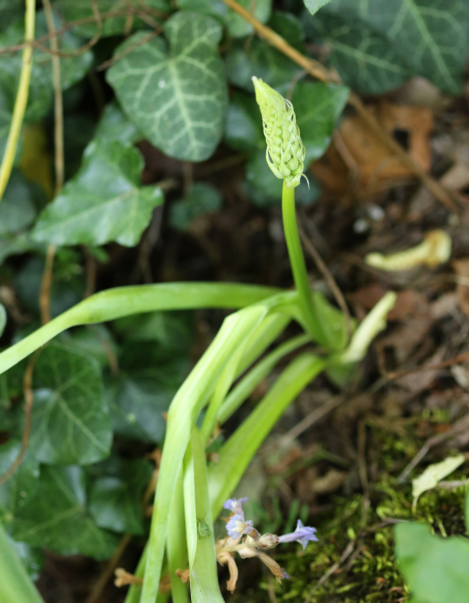 Изображение особи Ornithogalum arcuatum.