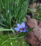 genus Sisyrinchium