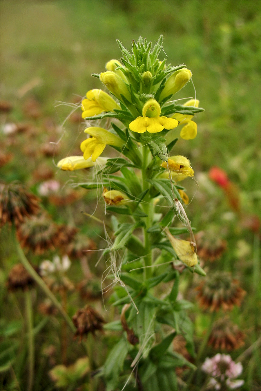 Image of Parentucellia viscosa specimen.