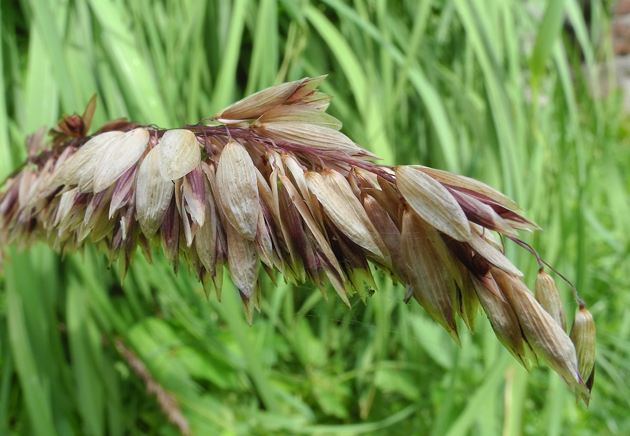 Image of Melica altissima specimen.